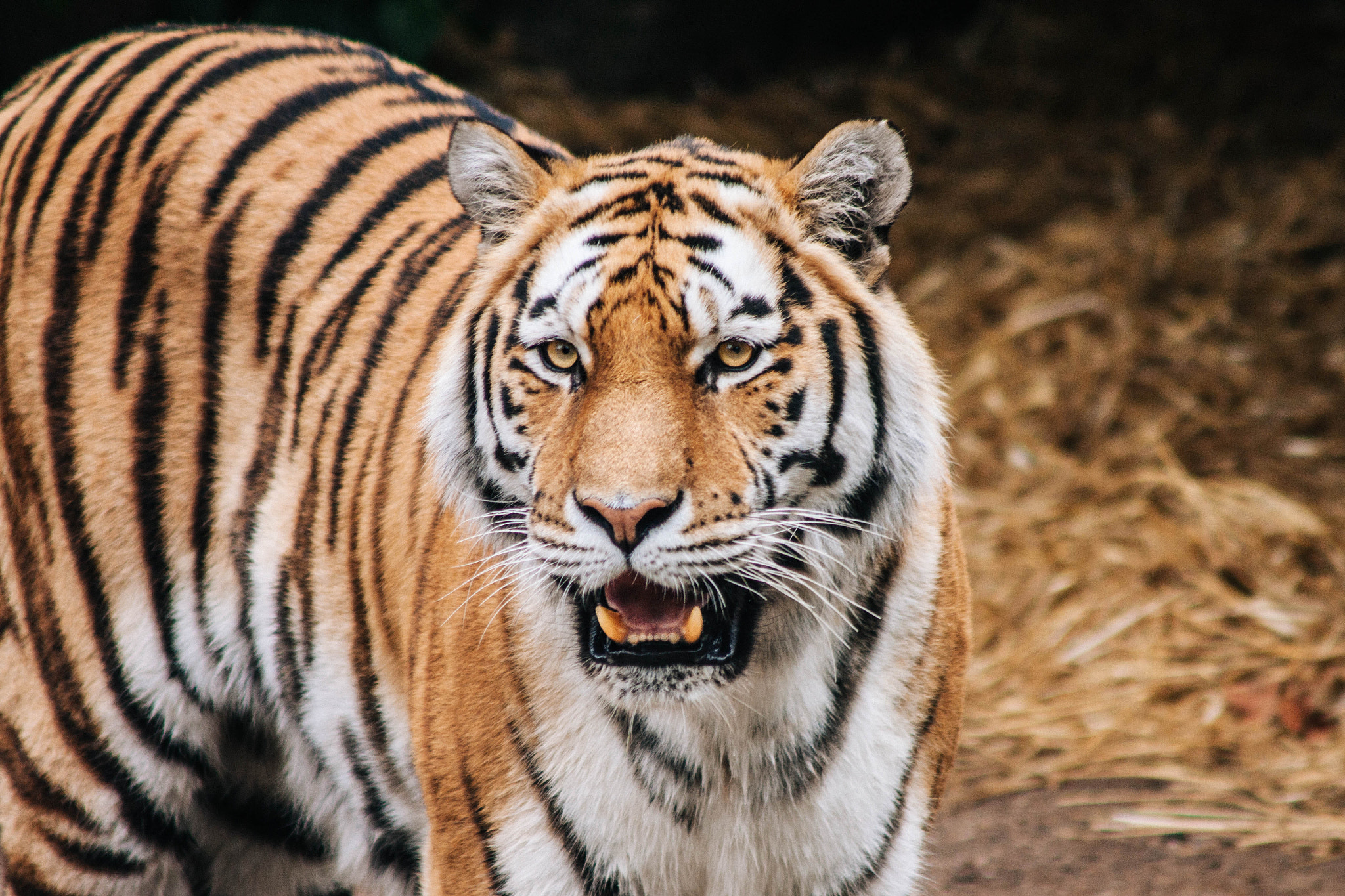 Canon EF 90-300mm F4.5-5.6 sample photo. Copenhagen zoo, july 2015 photography