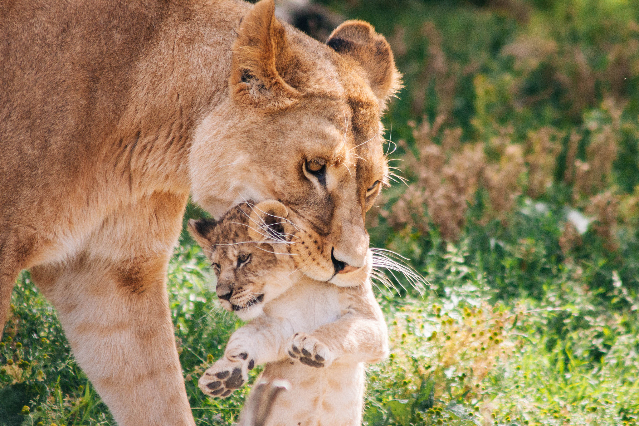Canon EF 90-300mm F4.5-5.6 sample photo. Copenhagen zoo, july 2015 photography