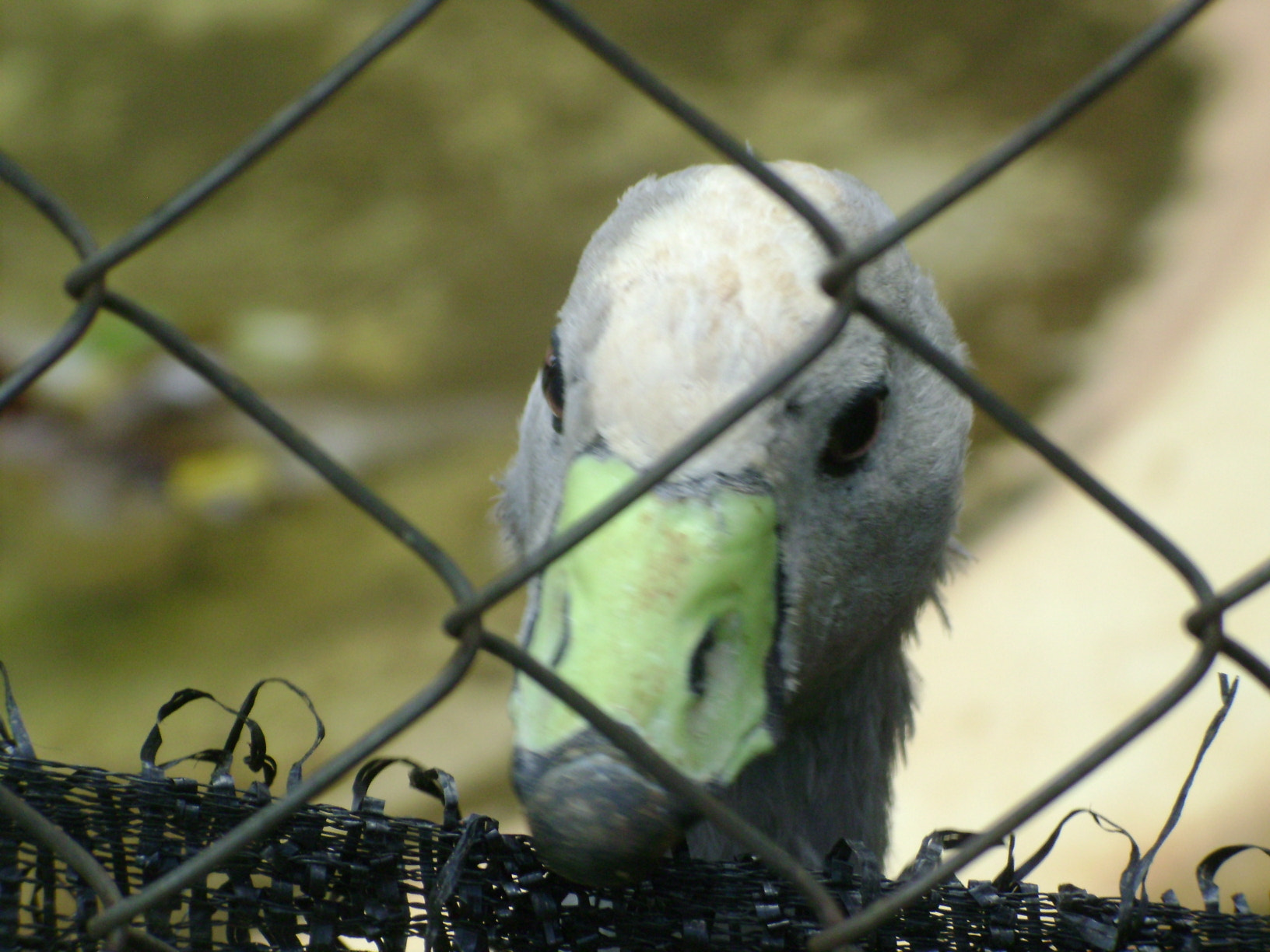 Sony DSC-S800 sample photo. 4326148518.jpg photography