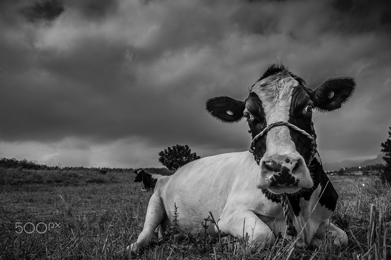 Canon EOS 1200D (EOS Rebel T5 / EOS Kiss X70 / EOS Hi) + Tokina AT-X Pro 11-16mm F2.8 DX sample photo. The creepy cow photography
