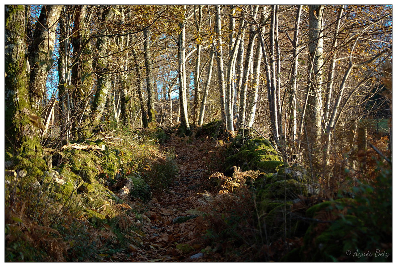 Nikon D50 sample photo. Sentier photography