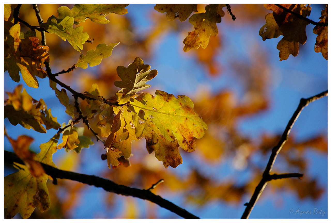 Nikon D50 sample photo. Autumn photography