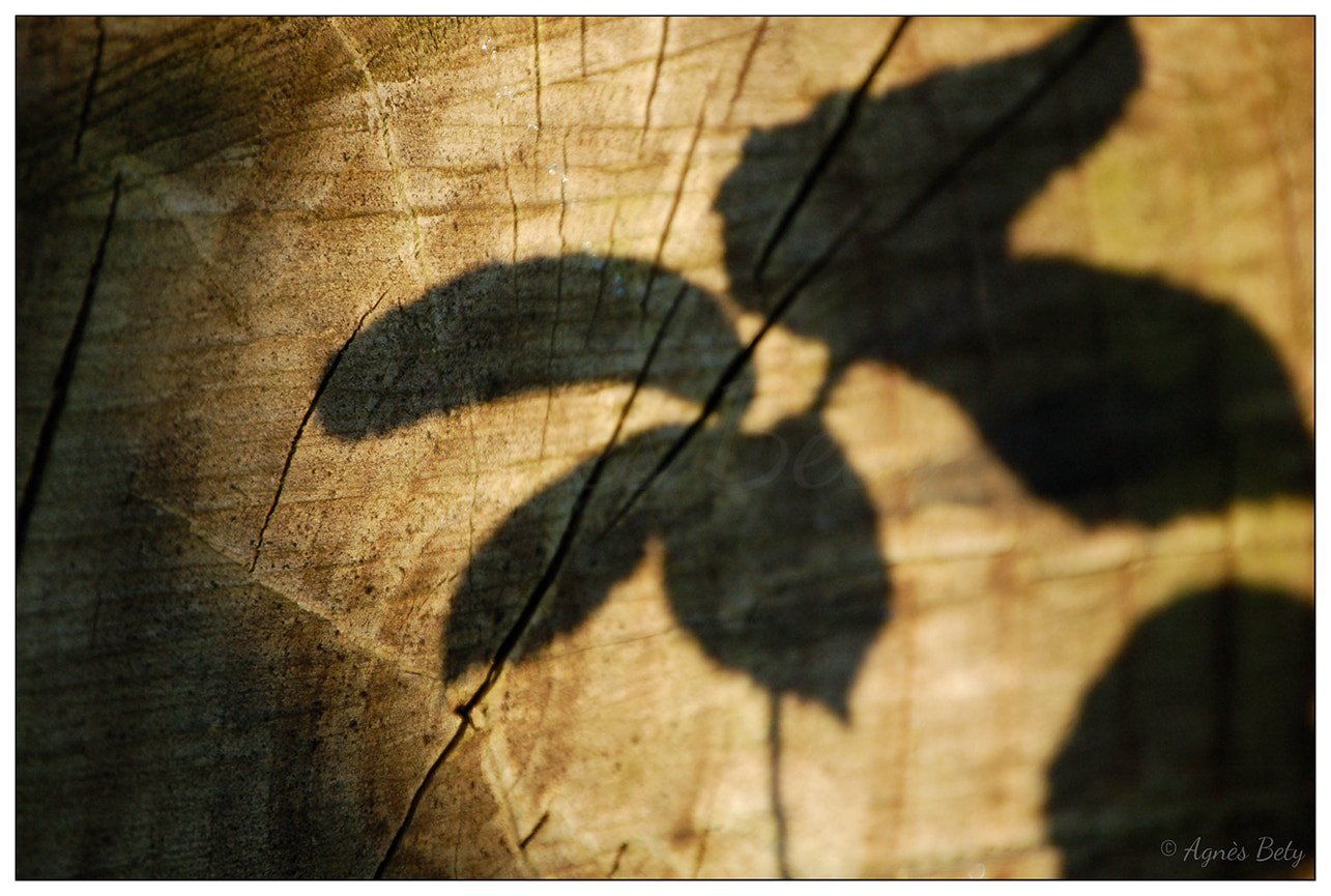 Nikon D50 sample photo. Shadow photography