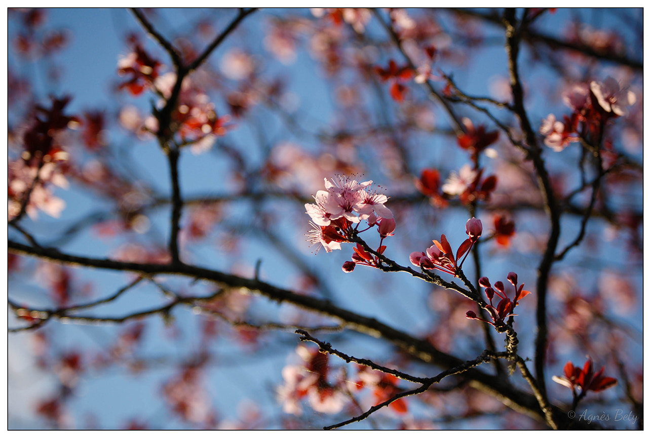 Nikon D50 sample photo. Bloom photography