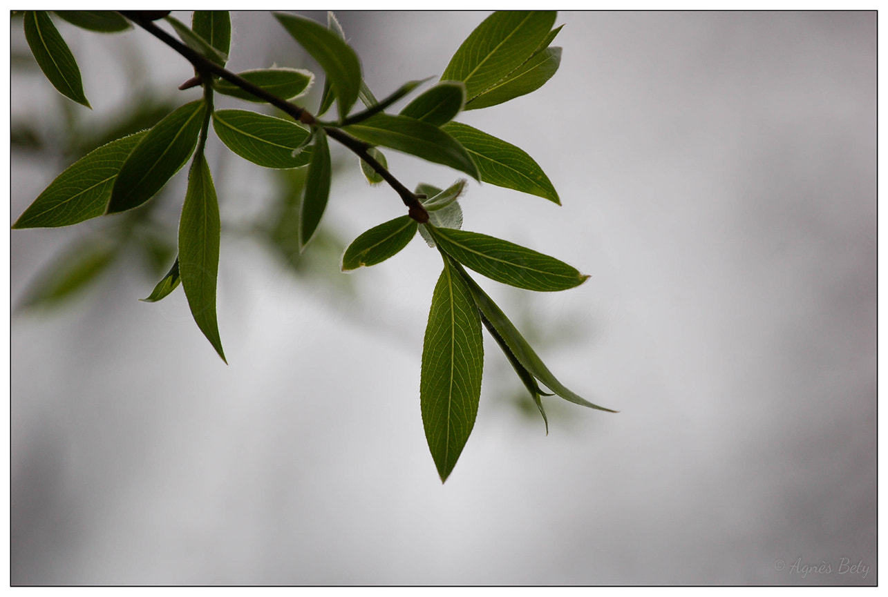 Nikon D50 sample photo. Pleureur photography