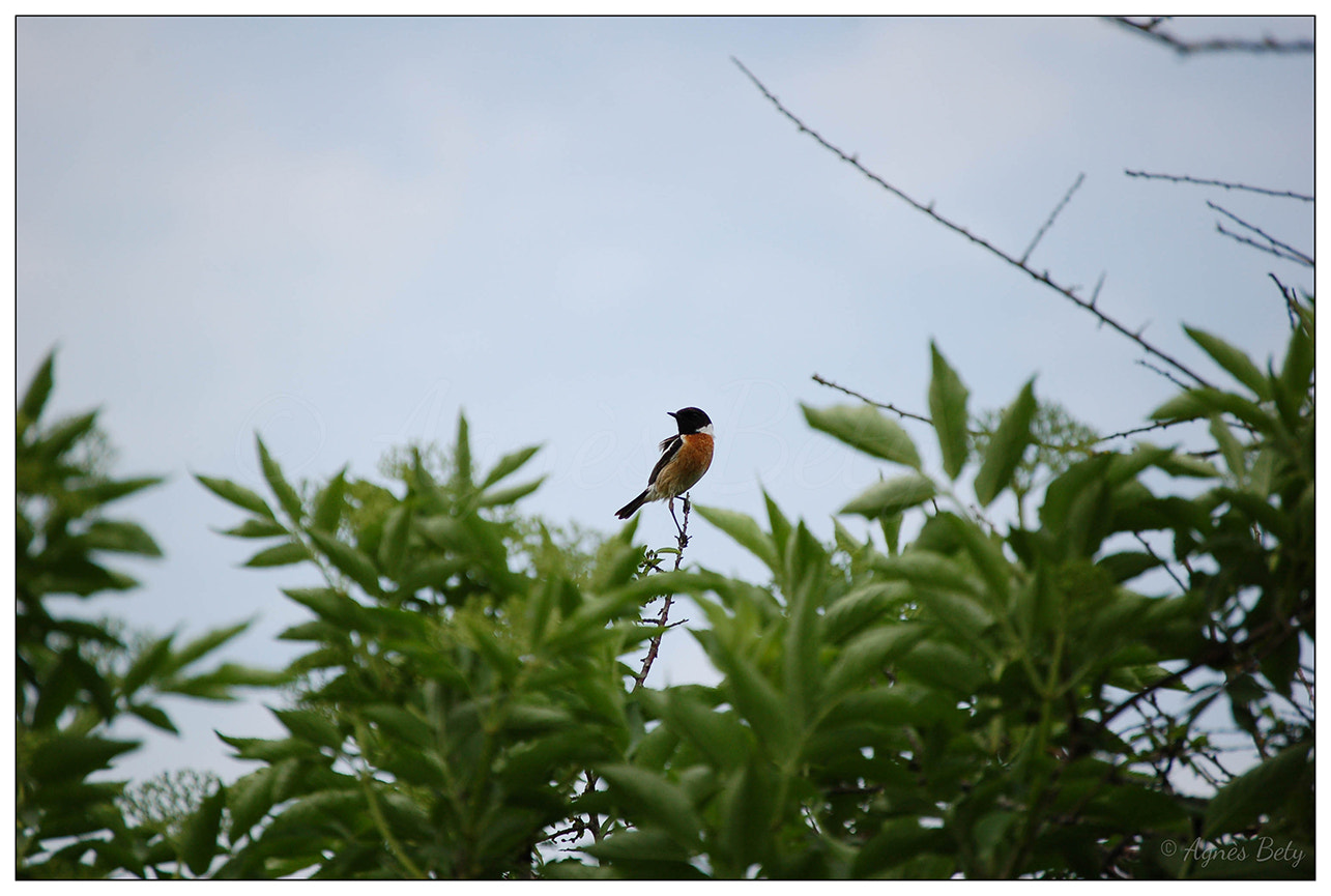 Nikon D50 sample photo. Tarier photography