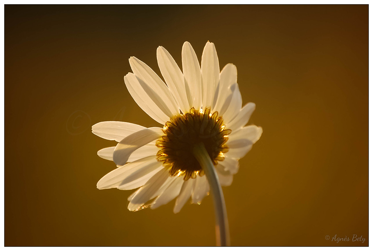 Nikon D50 sample photo. Au soleil couchant photography