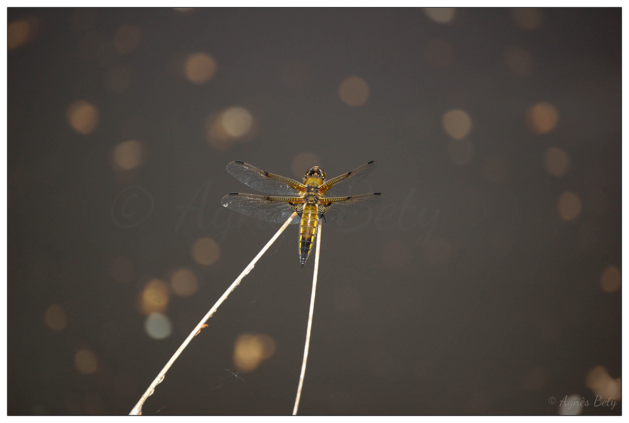 Nikon D50 sample photo. Libellule photography