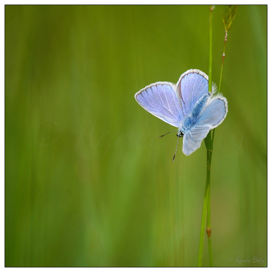 Nikon D50 sample photo. Bleu photography