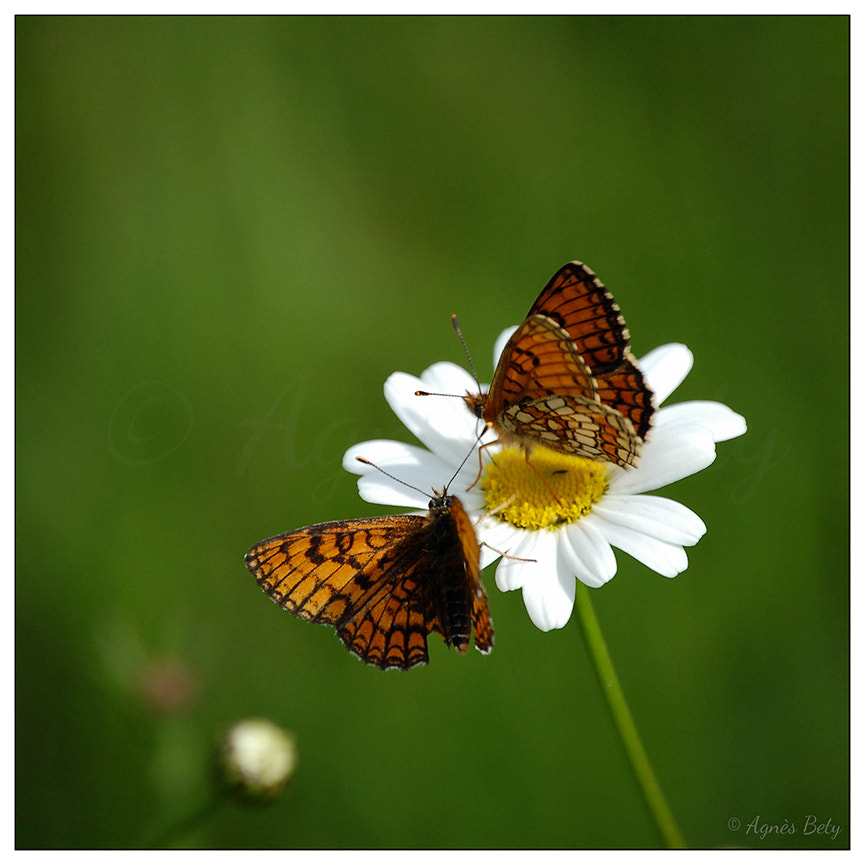 Nikon D50 sample photo. Duo photography