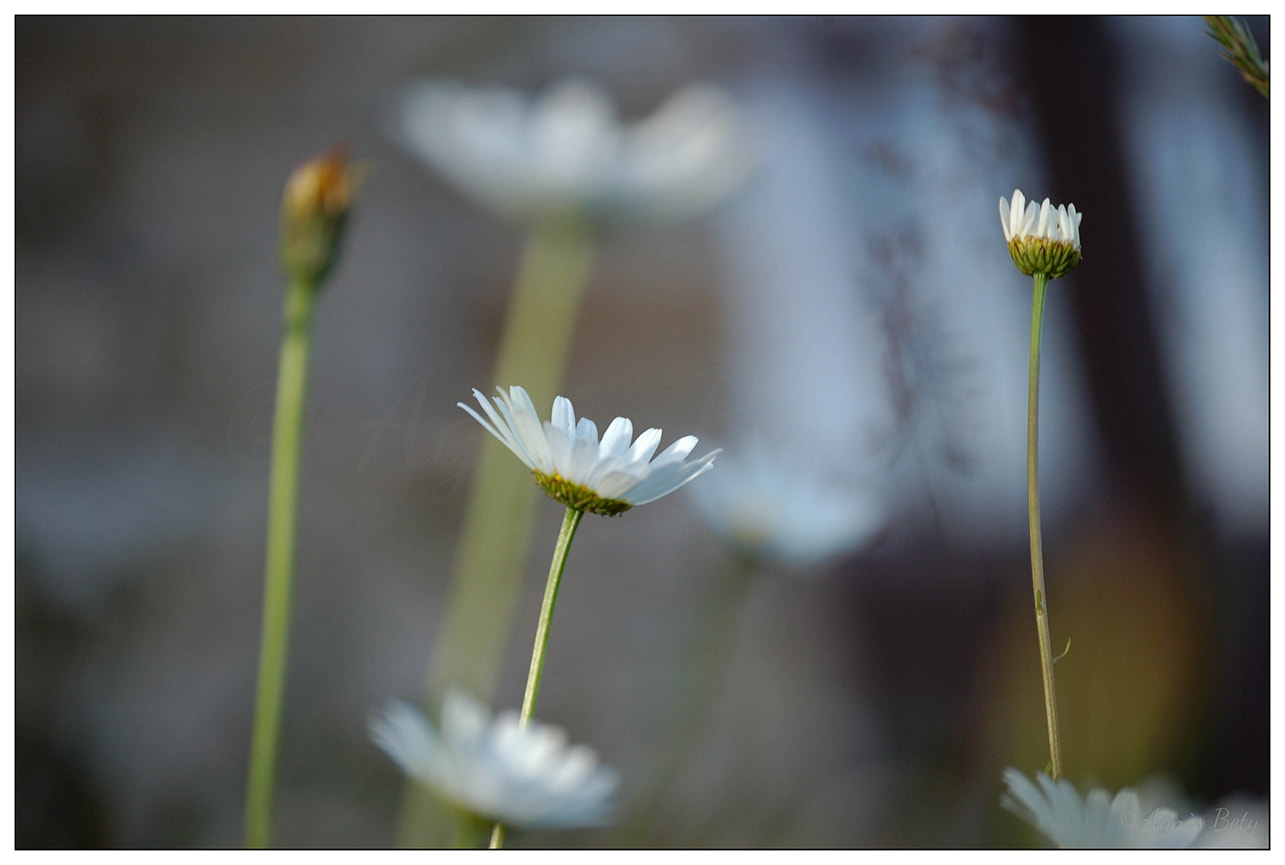 Nikon D50 sample photo. Marguerites photography