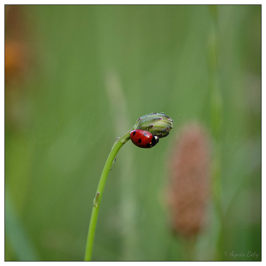 Nikon D50 sample photo. Ladybug photography