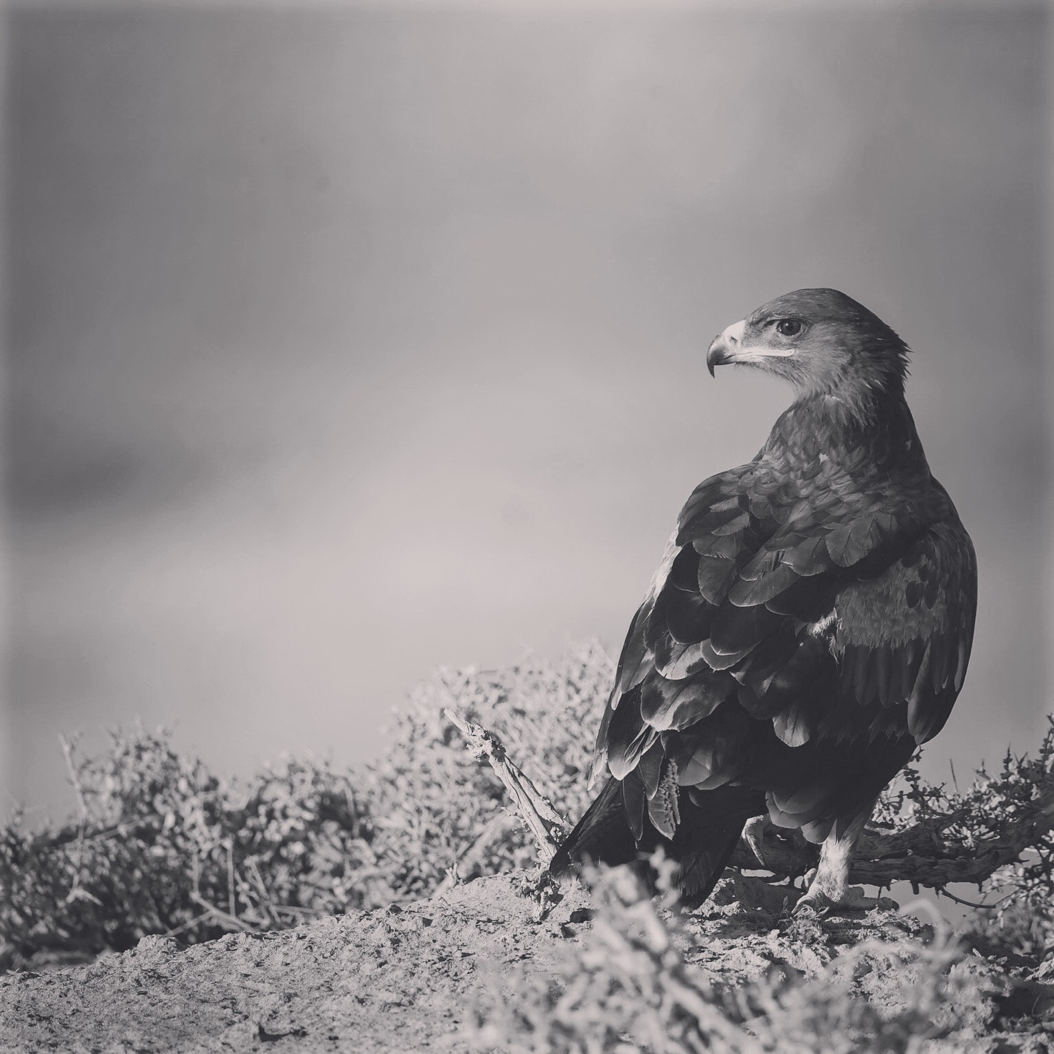 Nikon AF-S Nikkor 800mm F5.6E FL ED VR sample photo. Steppe eagle aquila nipalensis photography