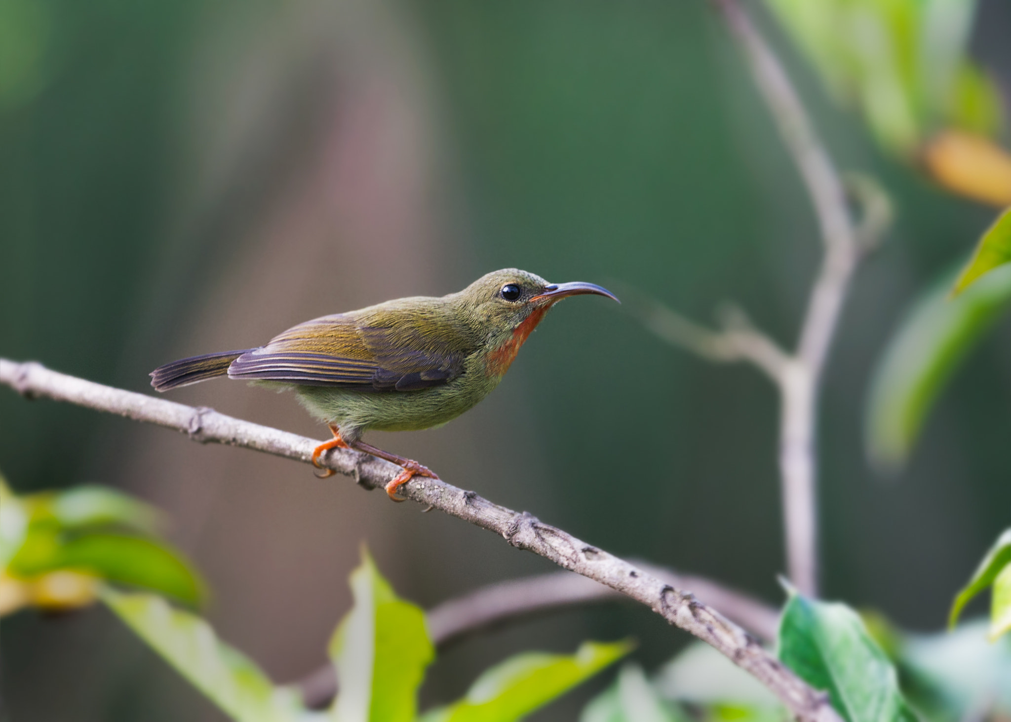 Canon EOS 40D + Canon EF 100-400mm F4.5-5.6L IS USM sample photo. The honey bird,花蜜鸟 photography