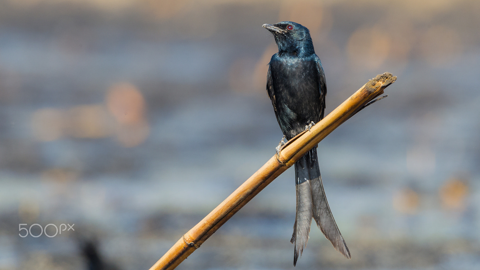 Sigma 150-600mm F5-6.3 DG OS HSM | C sample photo. Black drongo photography