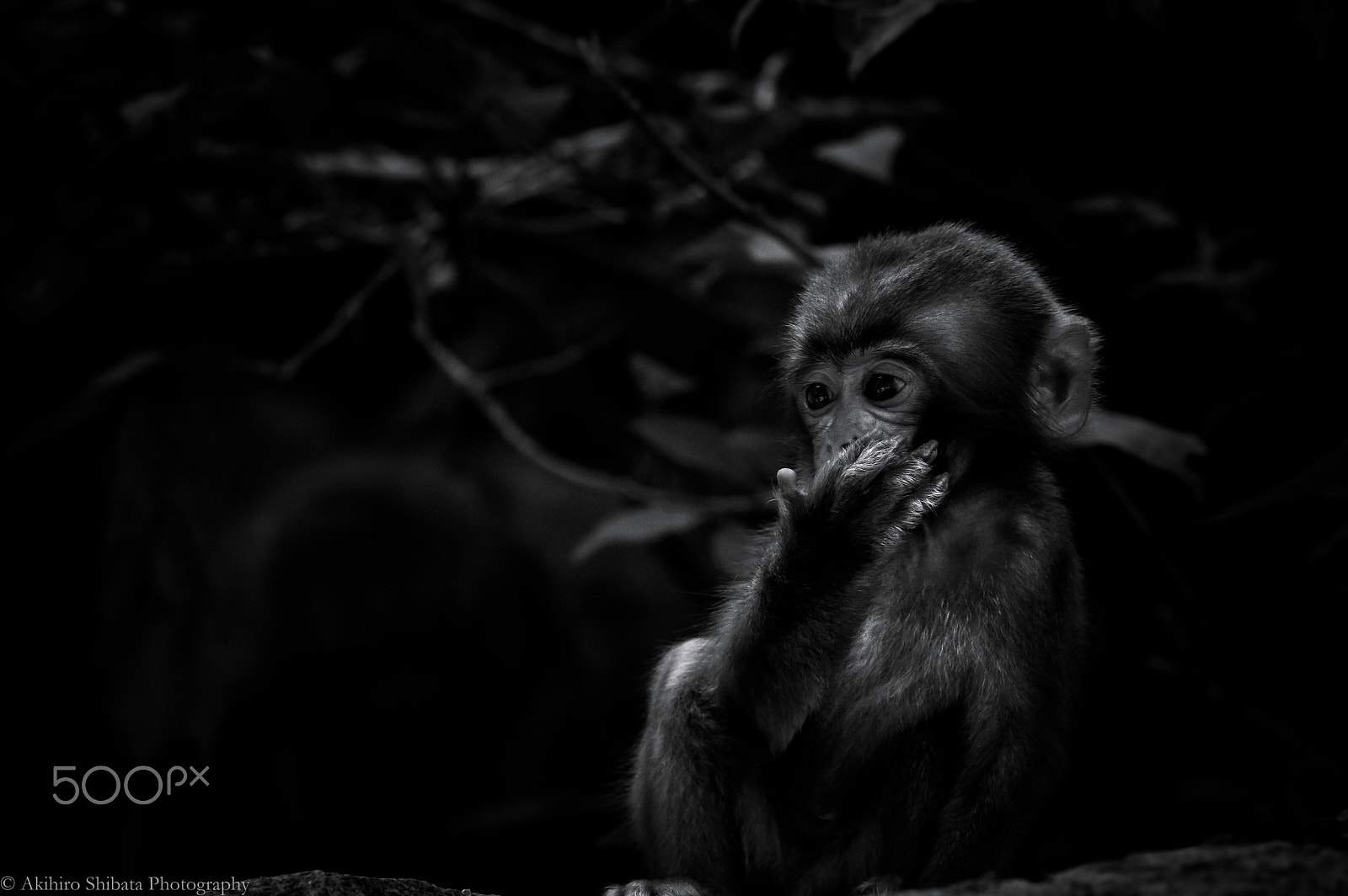 Pentax K-3 sample photo. Gaze photography