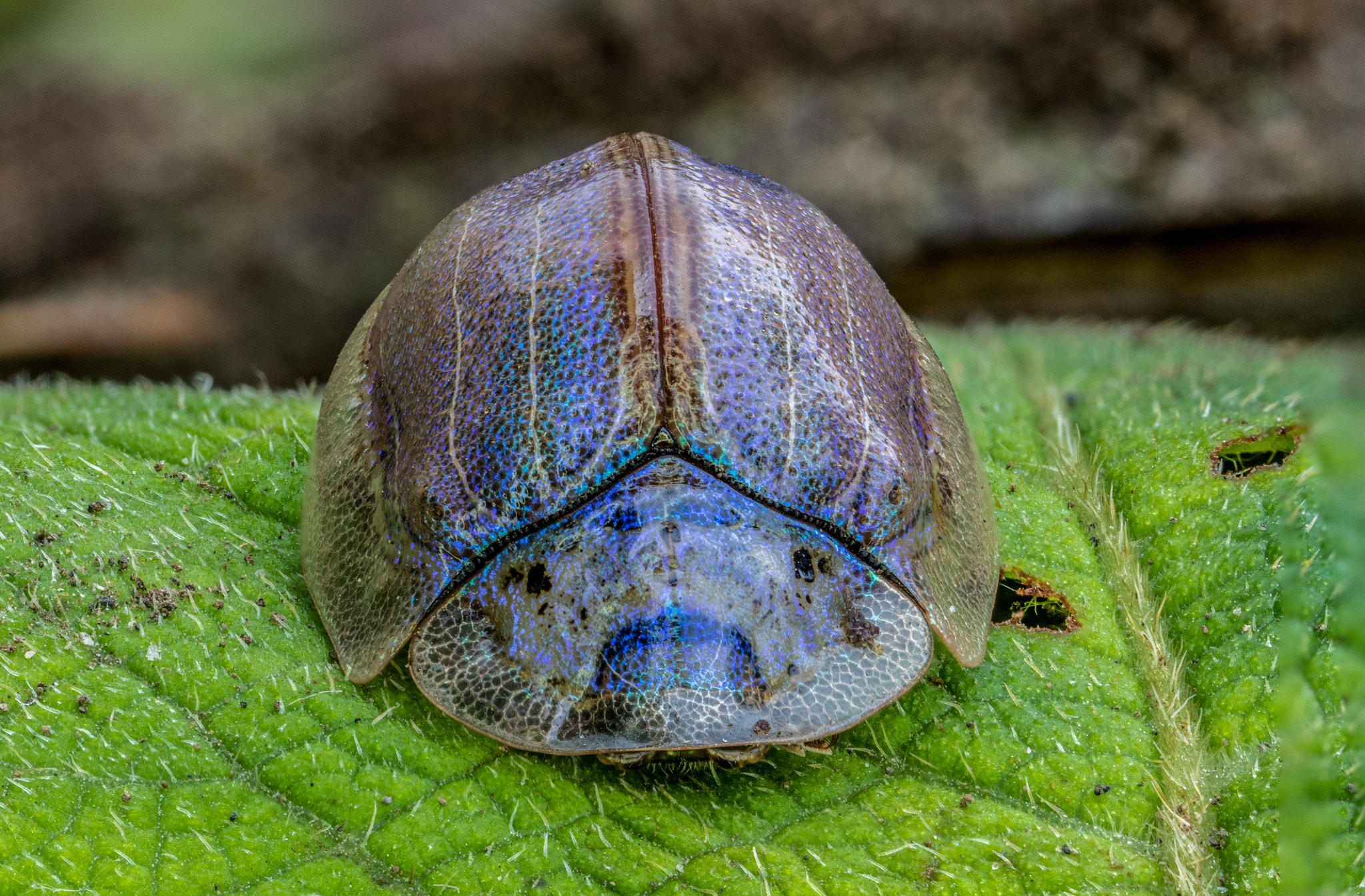 Canon MP-E 65mm F2.5 1-5x Macro Photo sample photo. Physonota photography