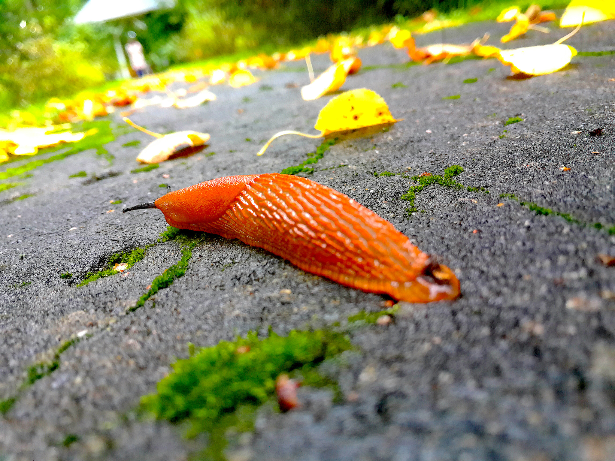 Meizu MX4 Pro sample photo