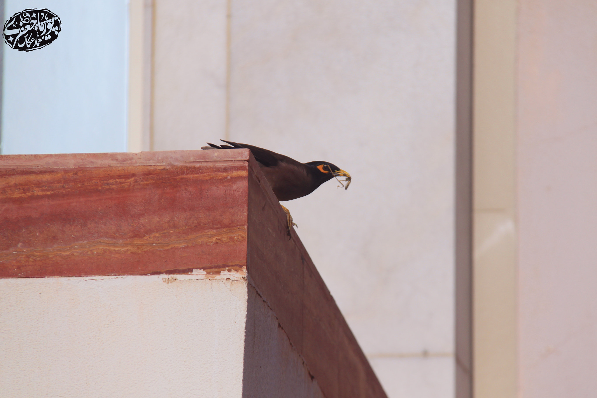 Canon EOS 500D (EOS Rebel T1i / EOS Kiss X3) sample photo. Myna photography