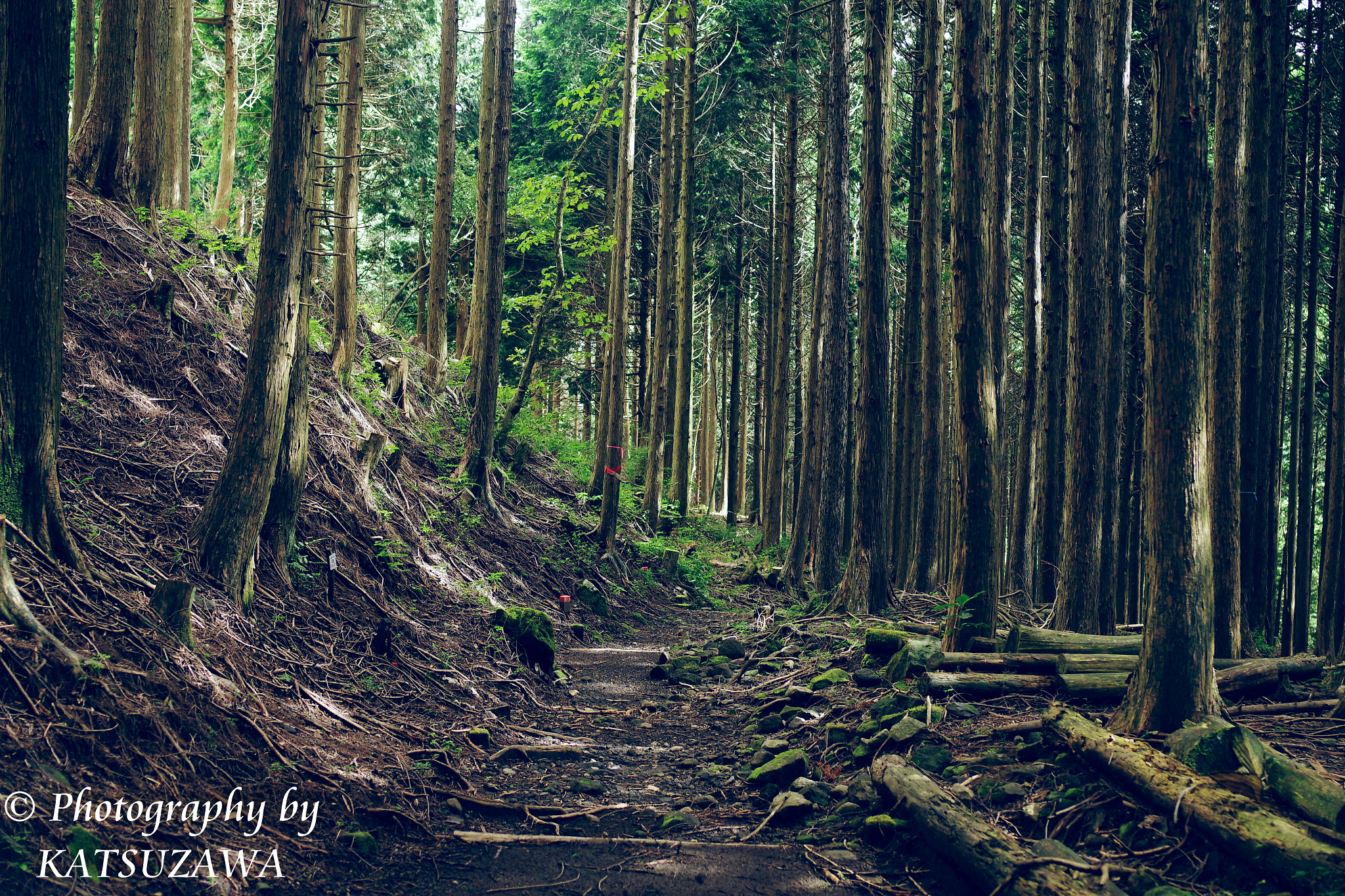 Pentax smc FA 31mm F1.8 AL Limited sample photo. Walk at the double dragon falls photography