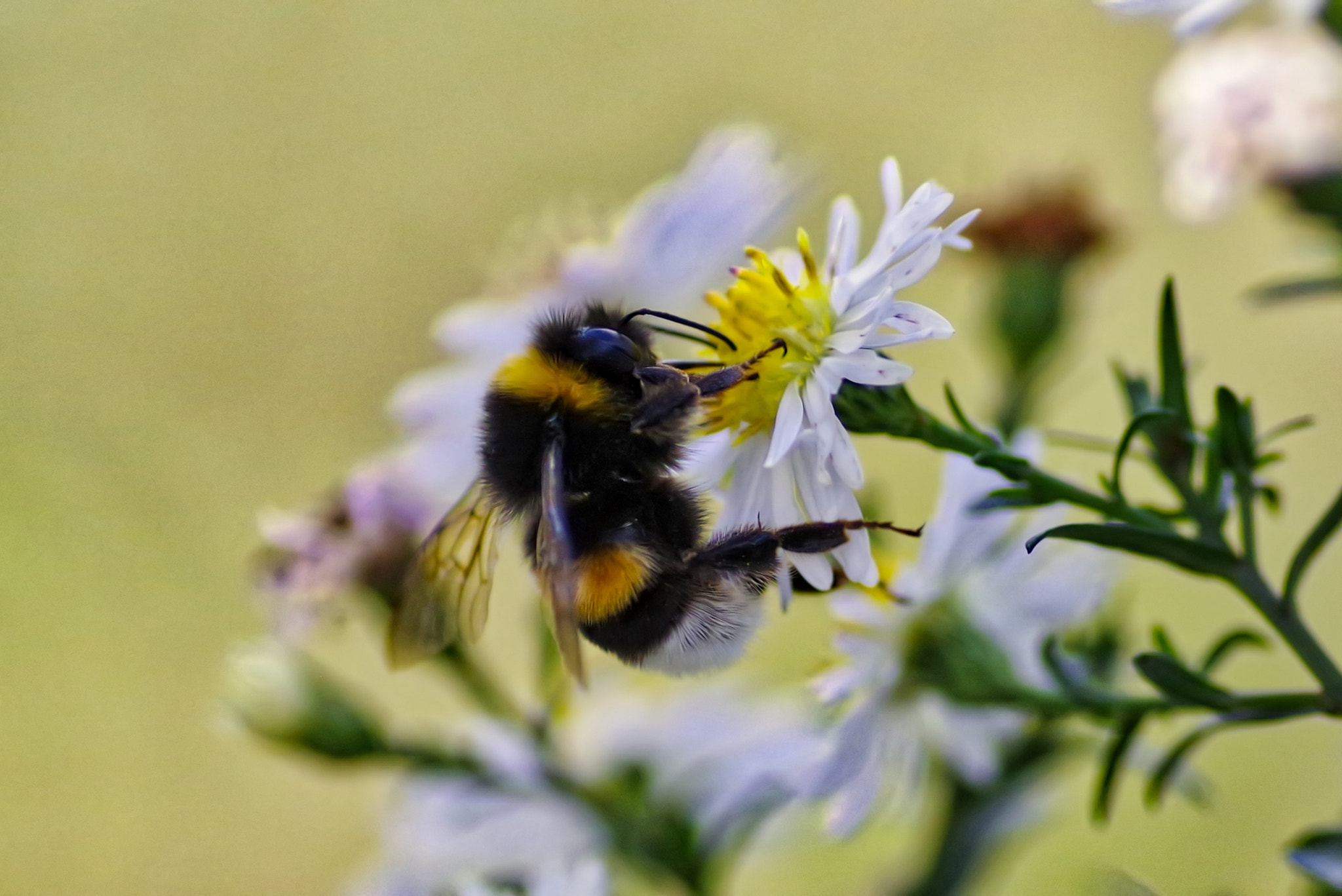 Tamron SP AF 90mm F2.8 Di Macro sample photo. Bee photography