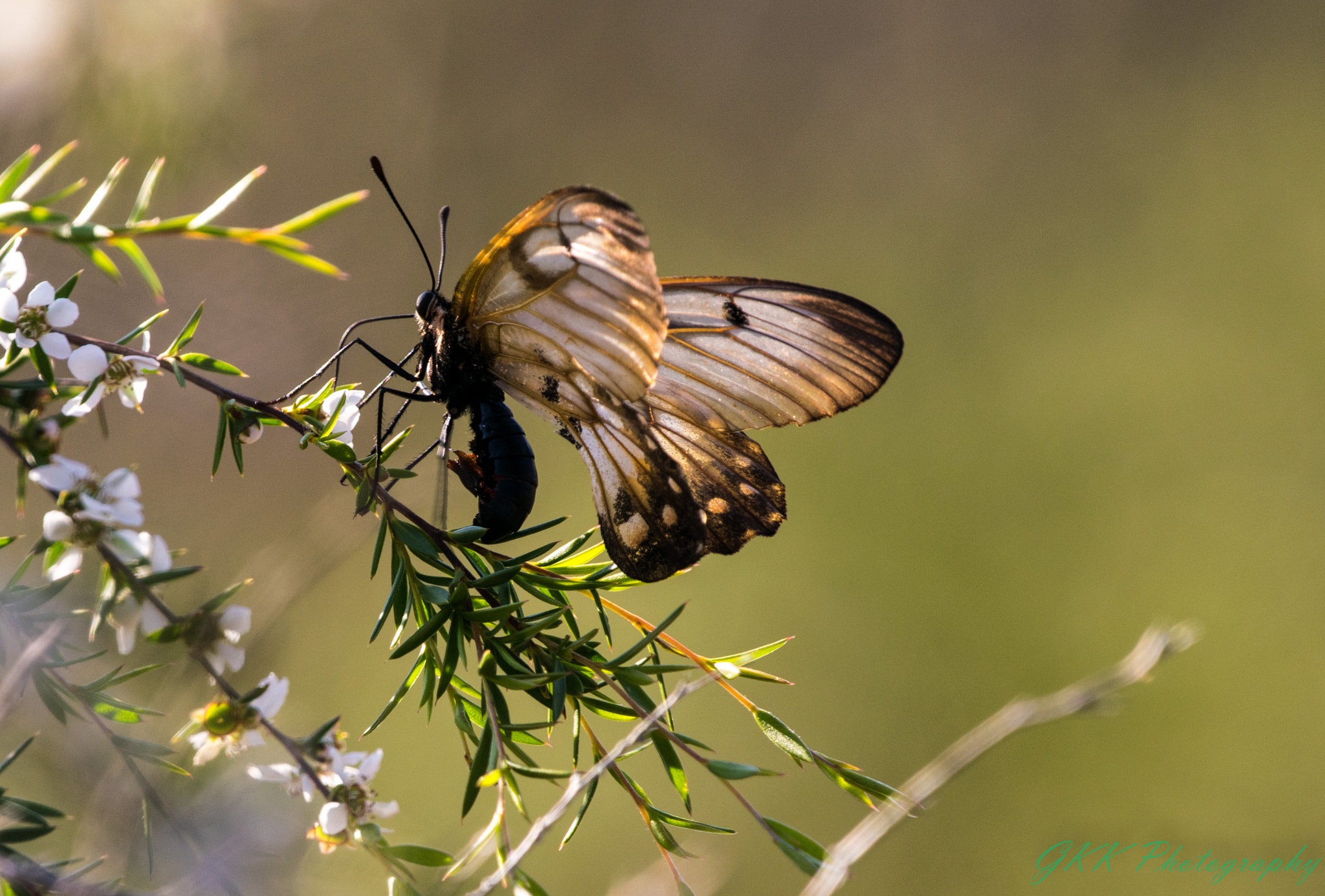 Nikon AF-S Nikkor 200-500mm F5.6E ED VR sample photo. Butterfly with a flower photography