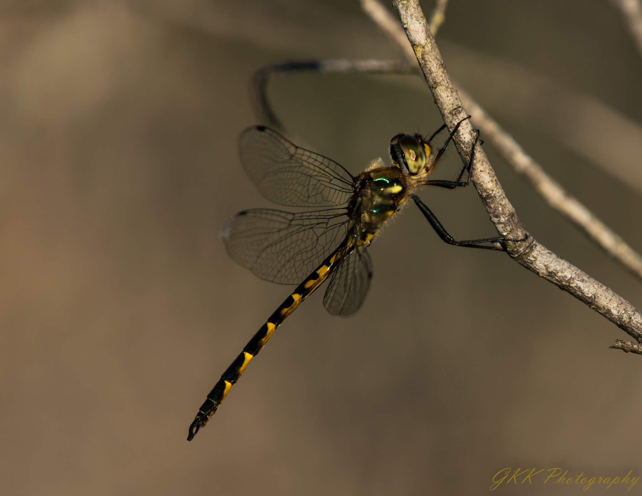 Nikon D5300 sample photo. Dragonfly on a stick photography
