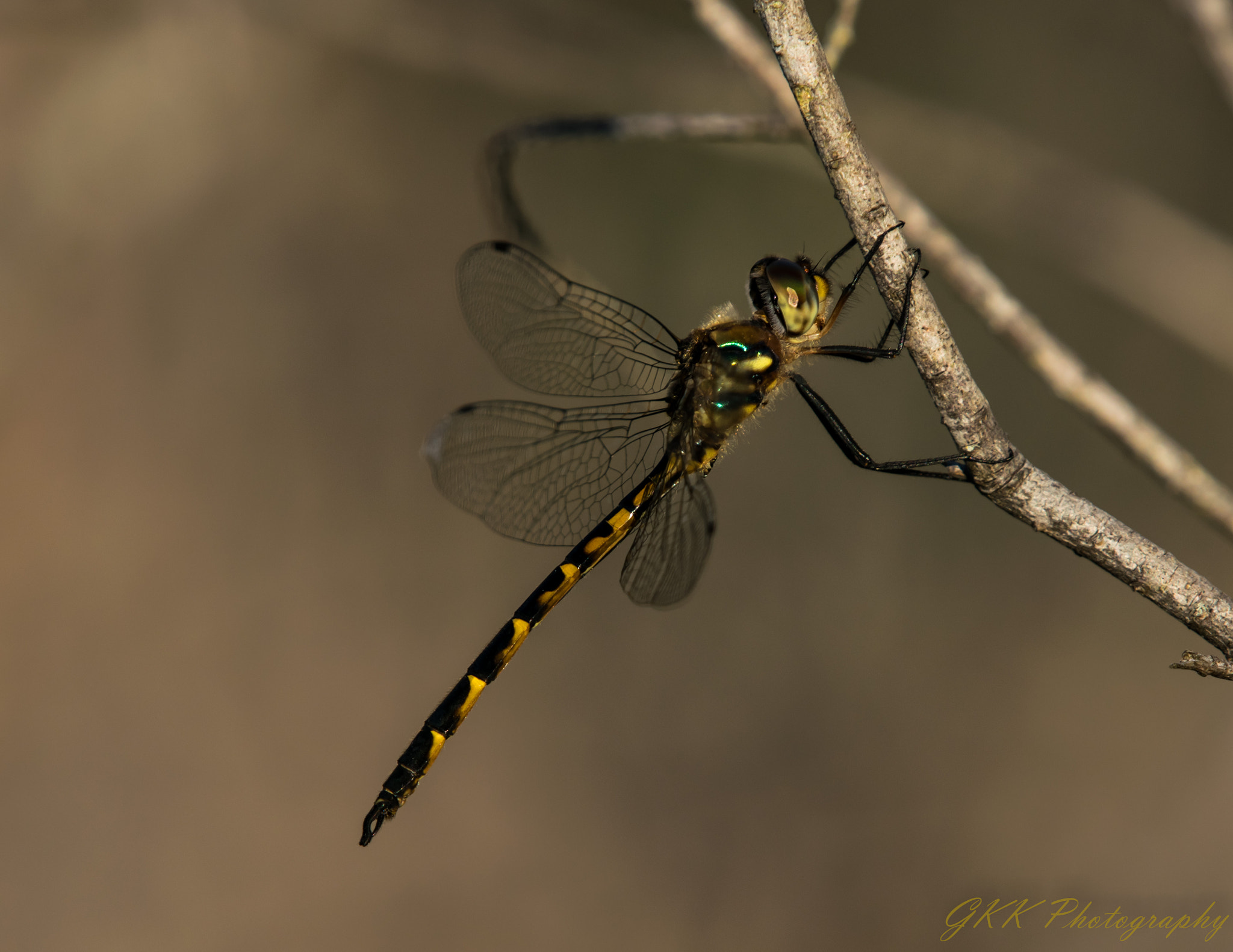 Nikon AF-S Nikkor 200-500mm F5.6E ED VR sample photo. Dragonfly on a stick photography
