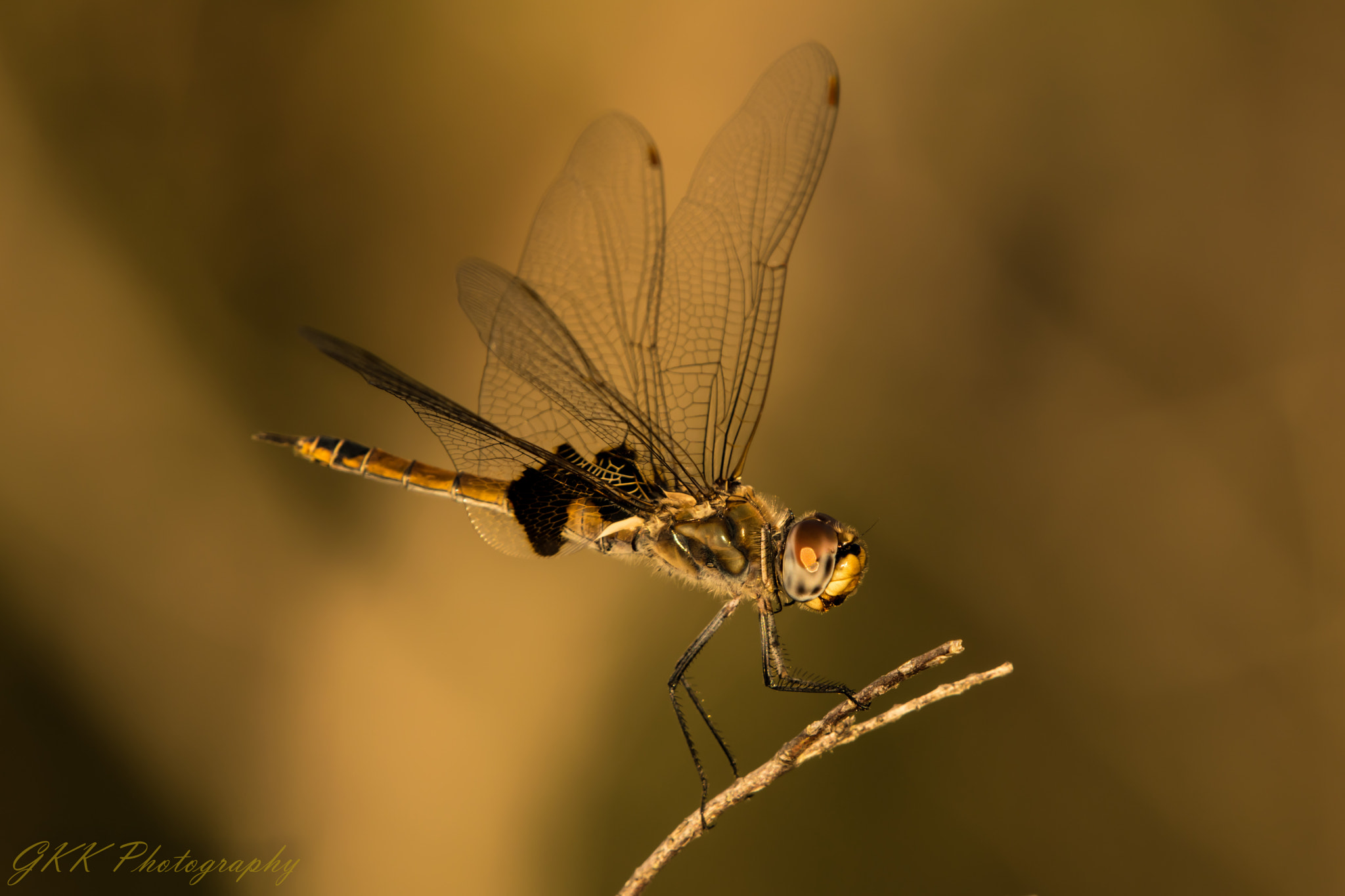 Nikon D5300 sample photo. Dragonfly on a stick photography