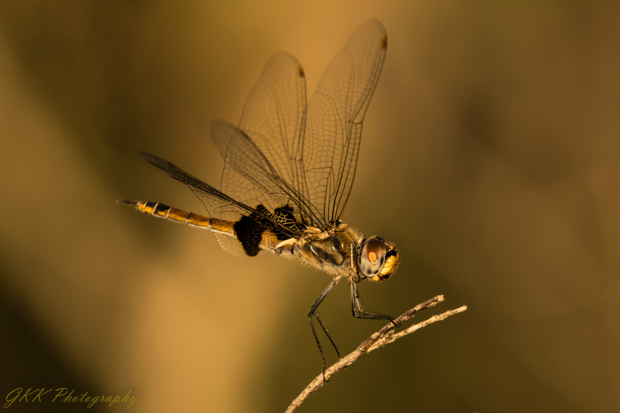 Nikon AF-S Nikkor 200-500mm F5.6E ED VR sample photo. Dragonfly on a stick photography