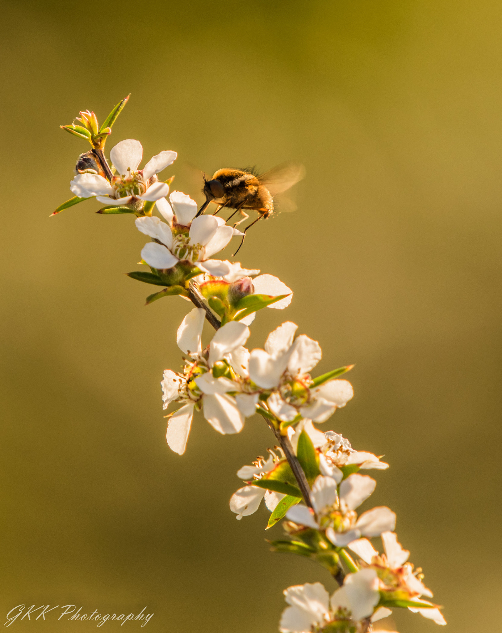 Nikon AF-S Nikkor 200-500mm F5.6E ED VR sample photo. Flying native bee photography