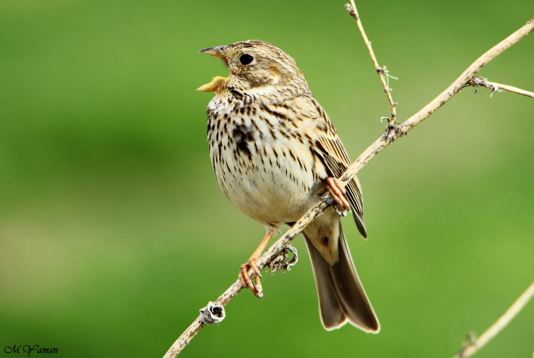 Tamron SP 150-600mm F5-6.3 Di VC USD sample photo. Tarla çintesi - corn bunting photography