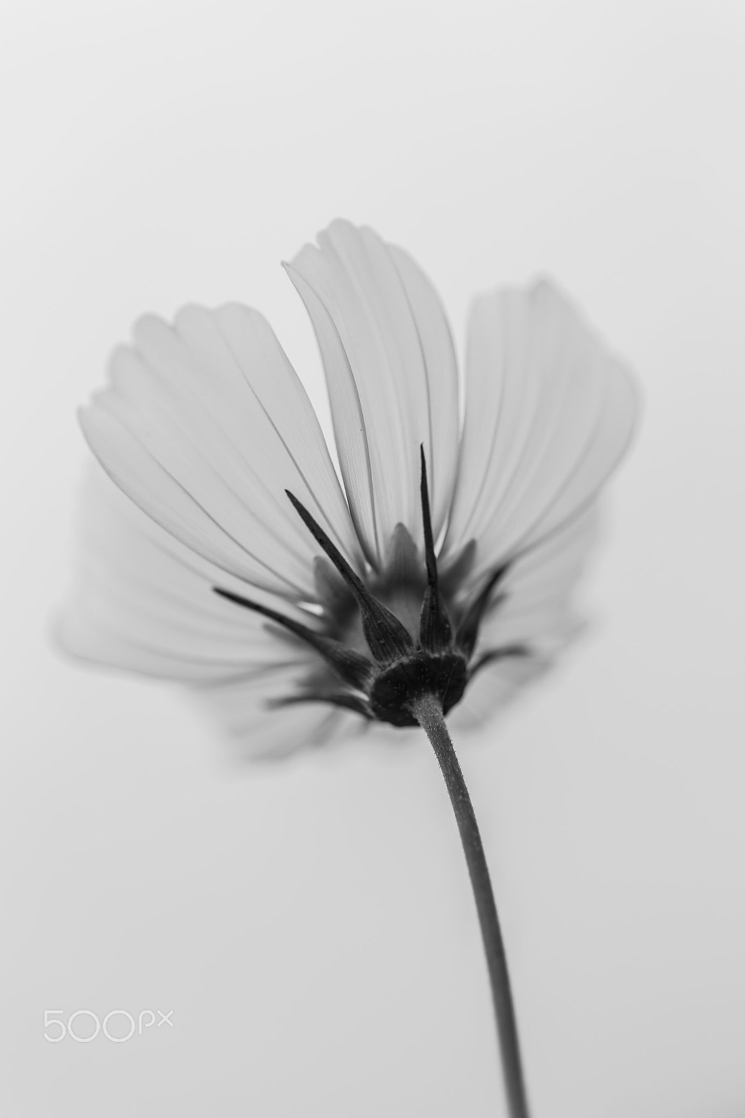 Canon EOS 6D + Canon EF 50mm F2.5 Macro sample photo. Pure calliopsis photography