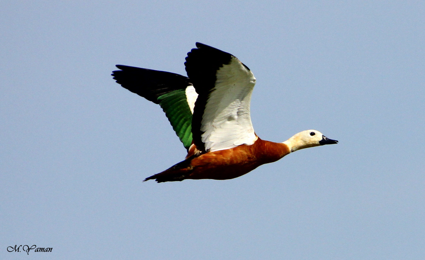 Tamron SP 150-600mm F5-6.3 Di VC USD sample photo. Angıt / ruddy shelduck photography