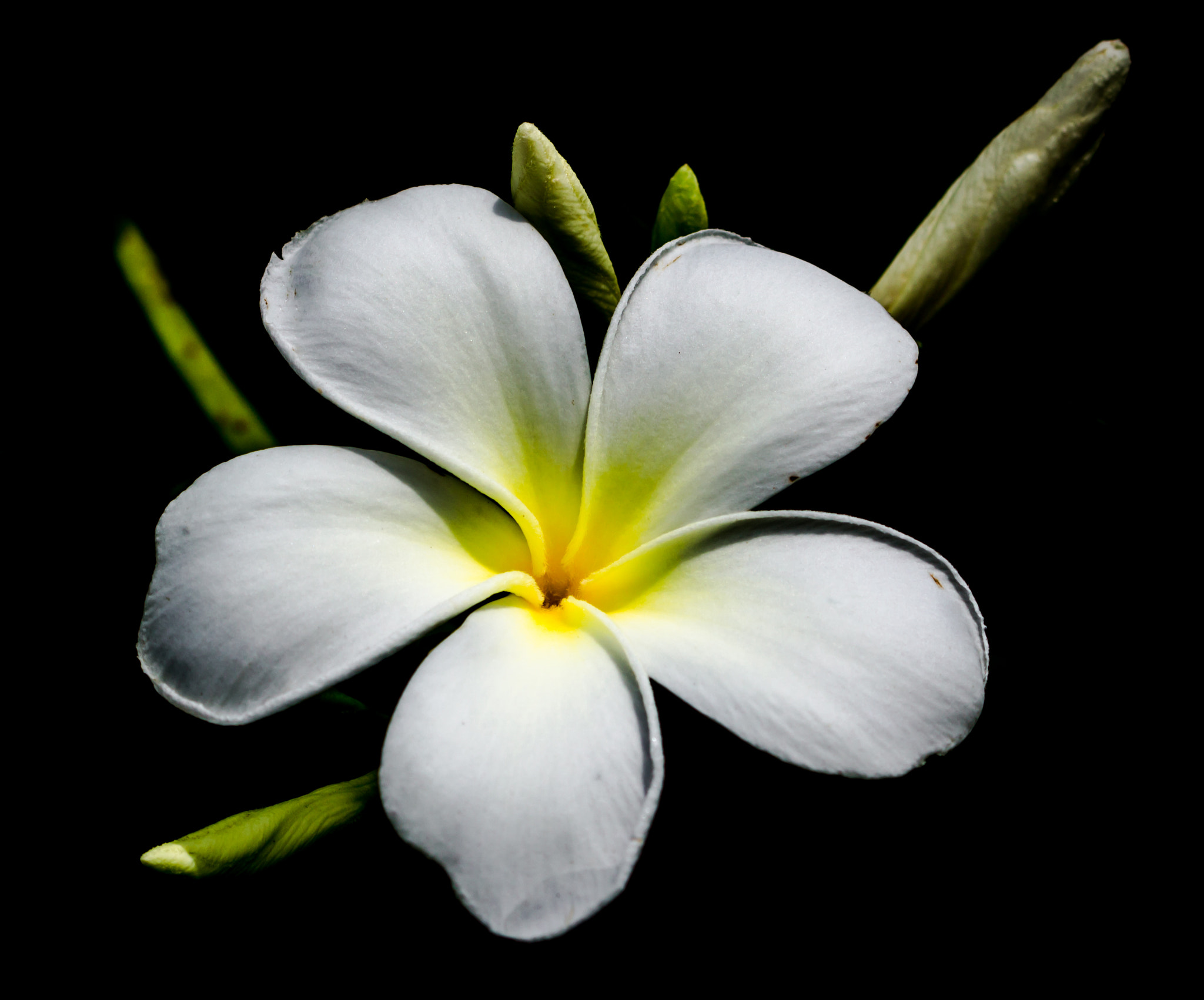 Canon EF 100mm F2.8 Macro USM sample photo. Simple photography