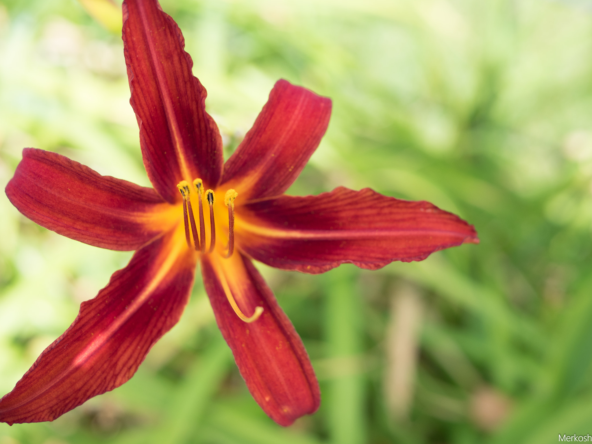 LUMIX G 25/F1.7 sample photo. Flower explosion photography