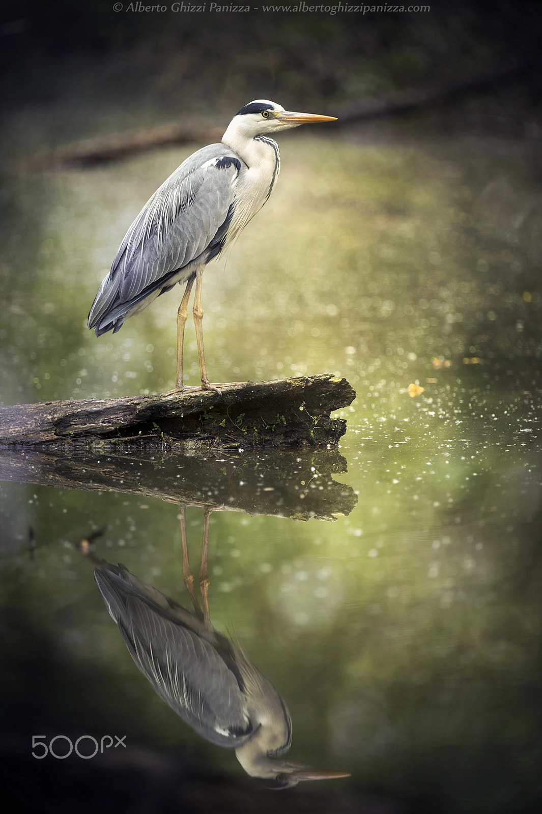 Nikon D4S sample photo. Waiting grey heron photography