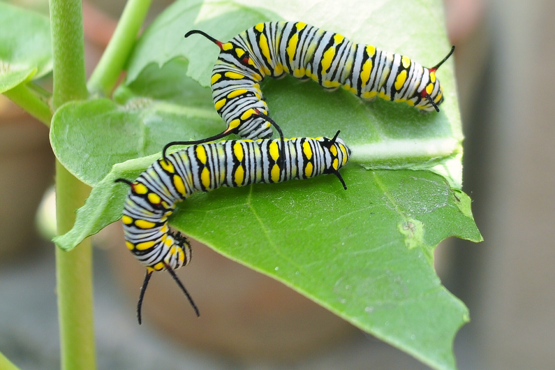 Nikon D5000 sample photo. Caterpillar of striped tiger buttetfly photography