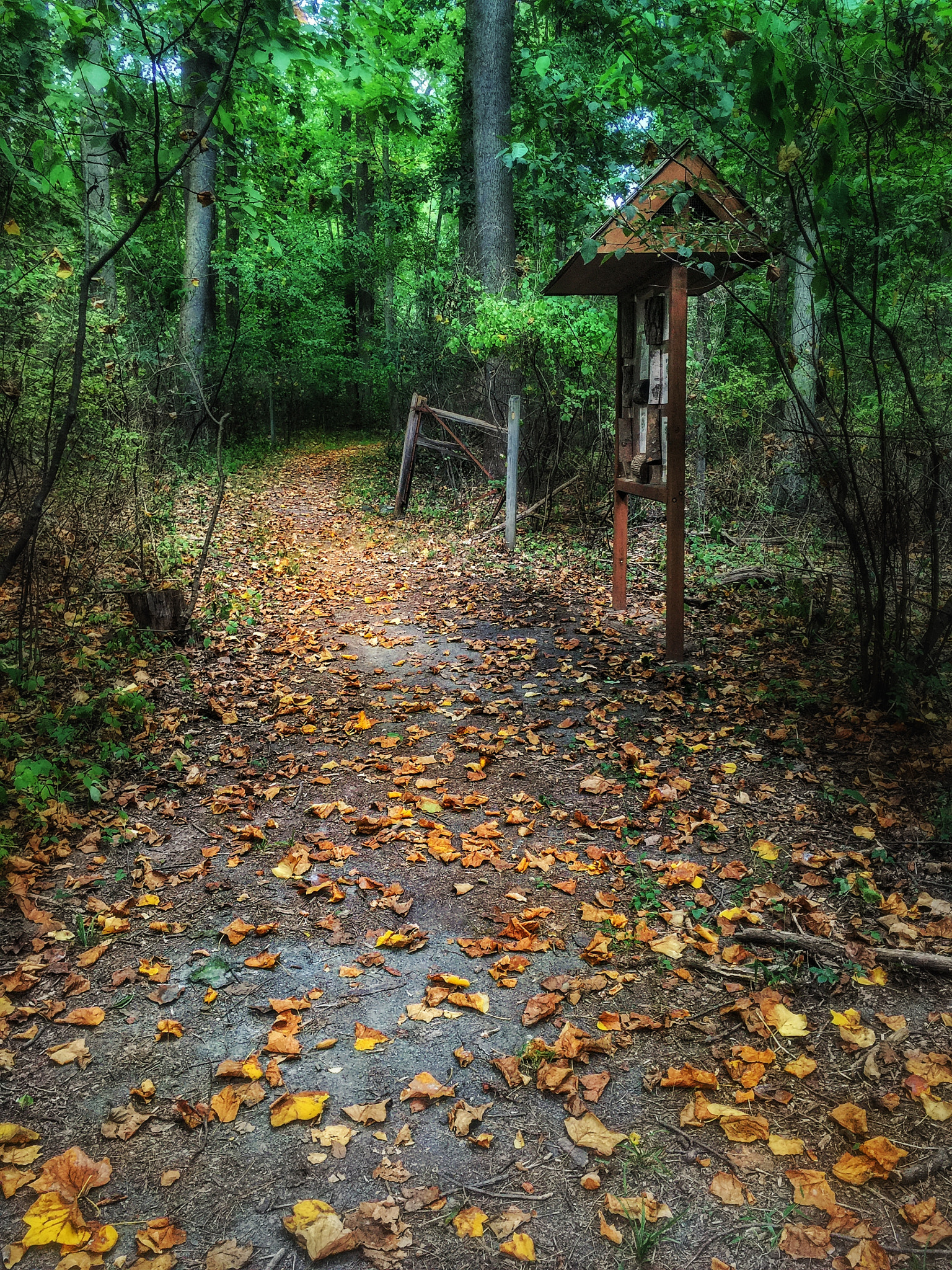Apple iPhone7,1 sample photo. Fall begins photography
