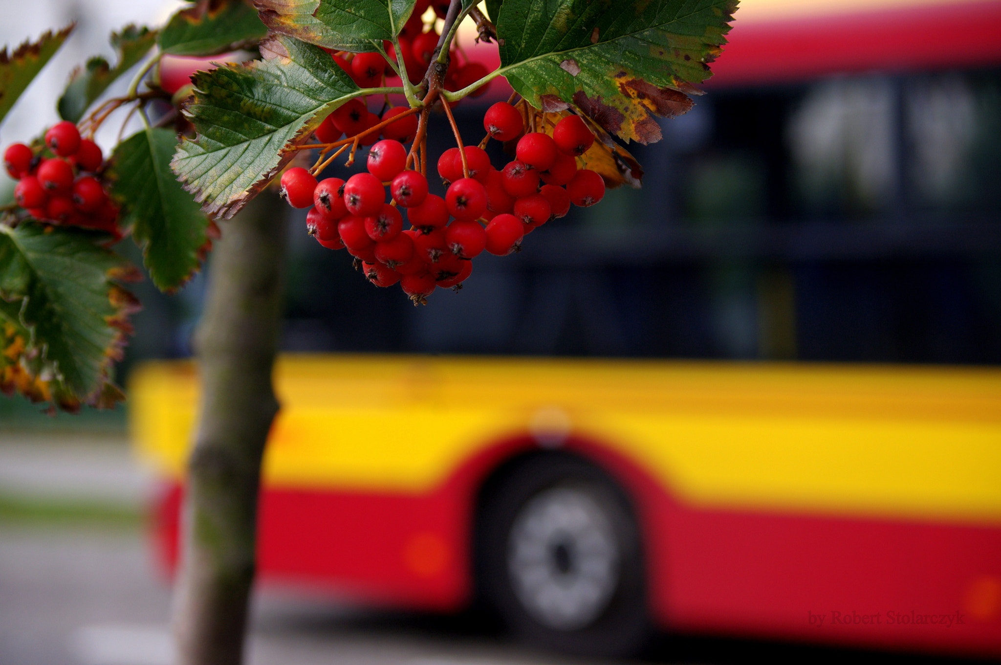Pentax K-x sample photo. Autumn has arrived by bus photography