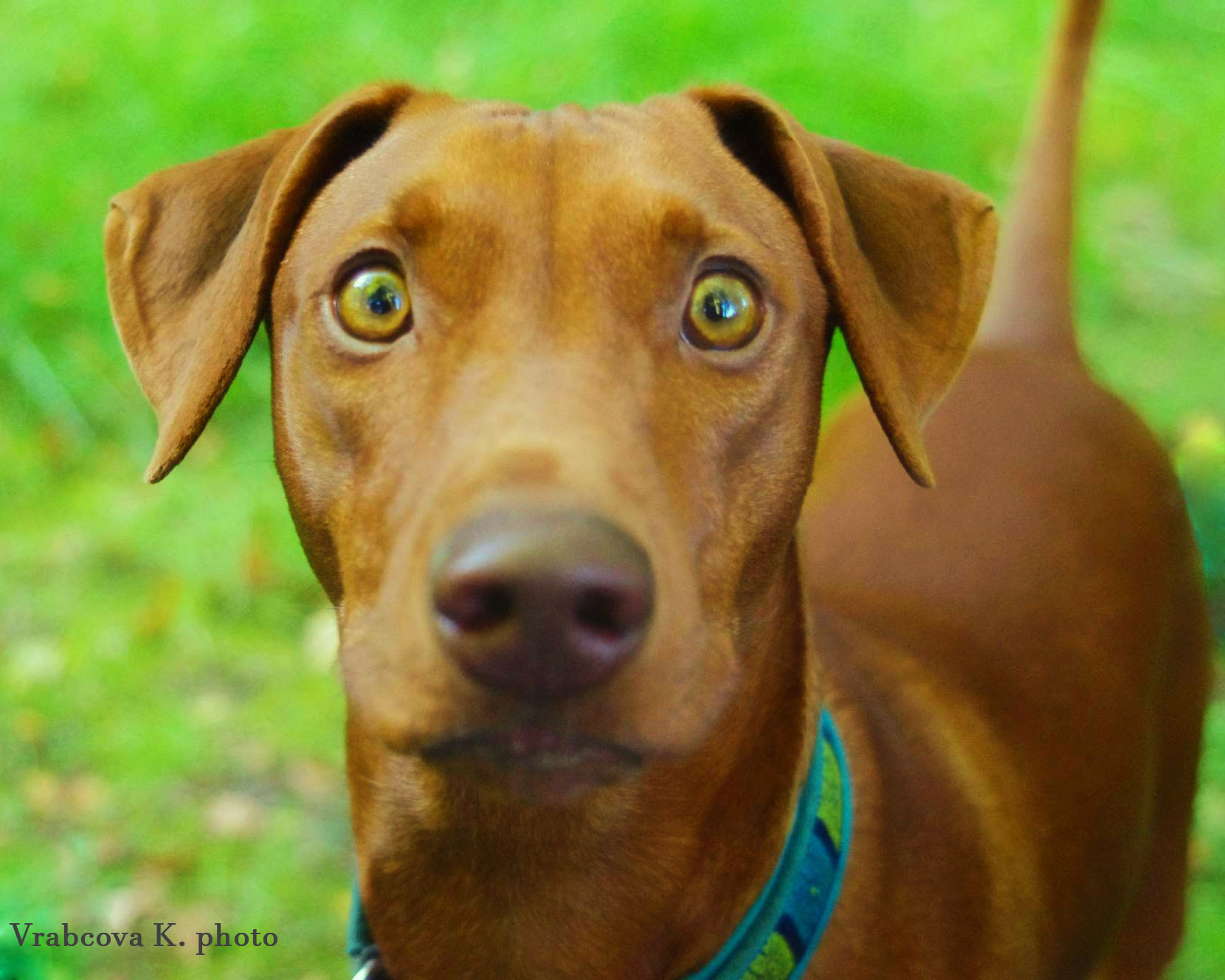 Pentax K-x + A Series Lens sample photo. Bowie photography