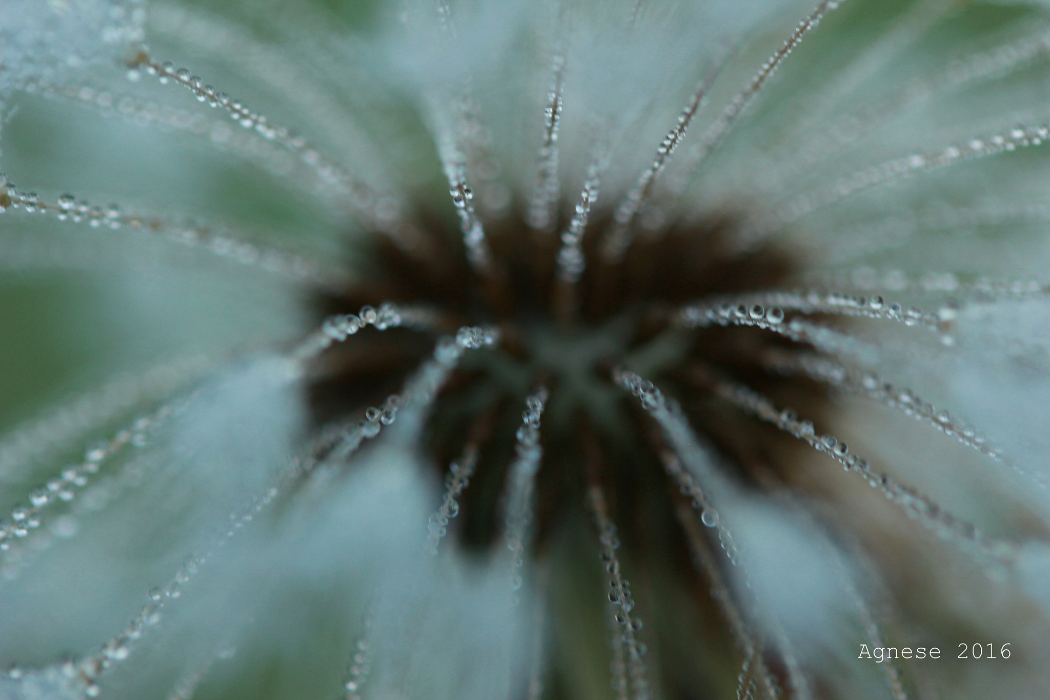 Canon EF-S 60mm F2.8 Macro USM sample photo. Img photography