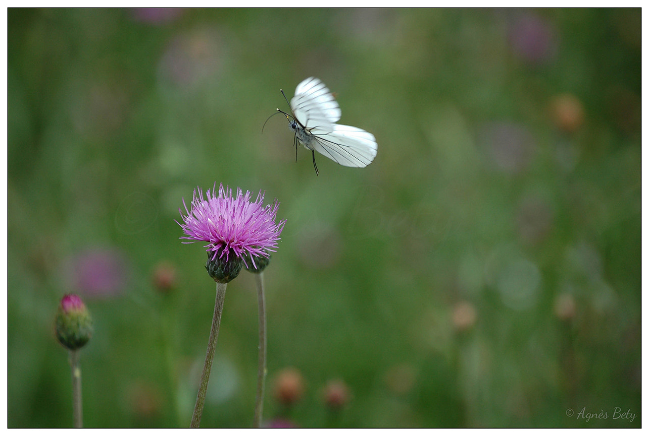 Nikon D50 sample photo. Flying photography