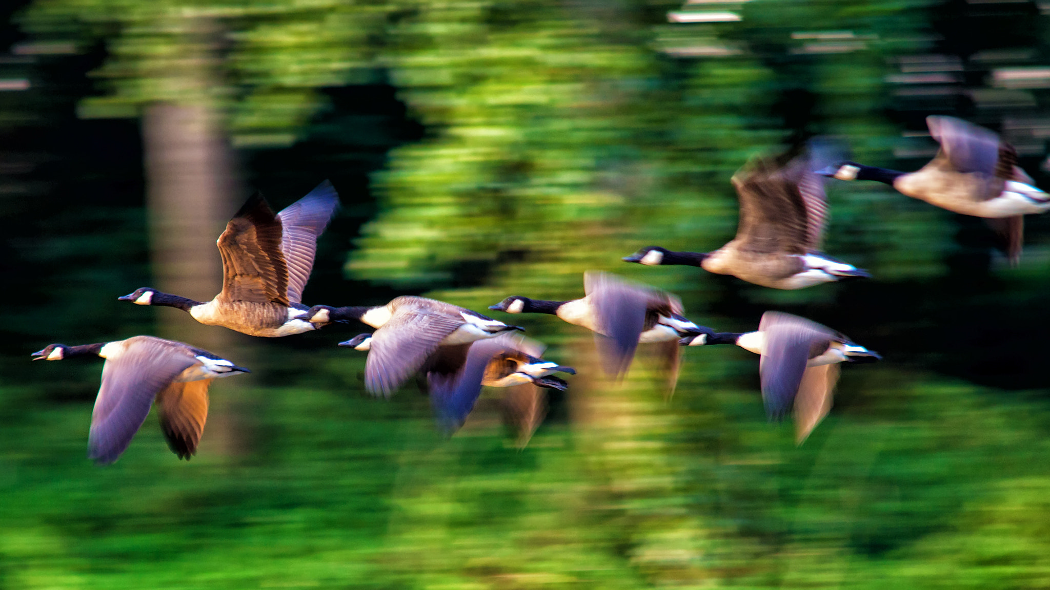 Canon EOS 600D (Rebel EOS T3i / EOS Kiss X5) + Sigma 70-200mm F2.8 EX DG OS HSM sample photo. Canada geese photography