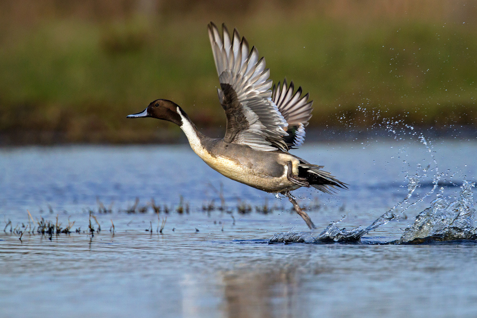 Canon EOS 7D + Canon EF 300mm F2.8L IS II USM sample photo. Codon photography