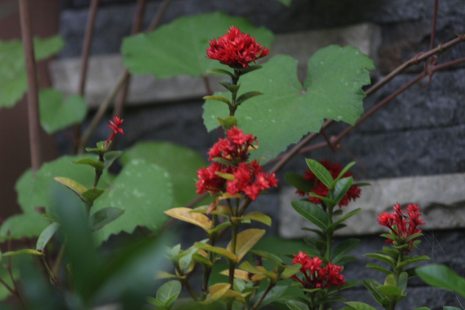Canon EOS 600D (Rebel EOS T3i / EOS Kiss X5) sample photo