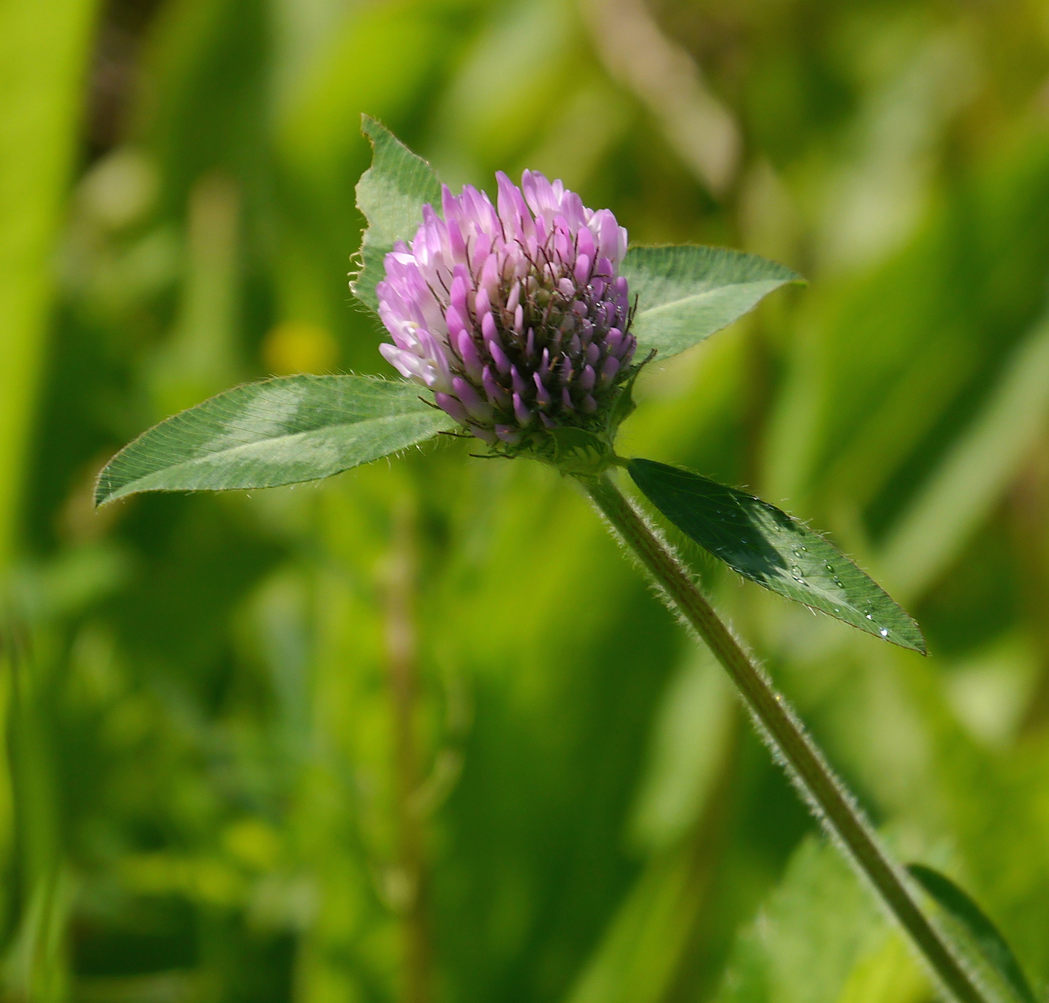 Panasonic Lumix DMC-GX1 sample photo. Thistle flower photography
