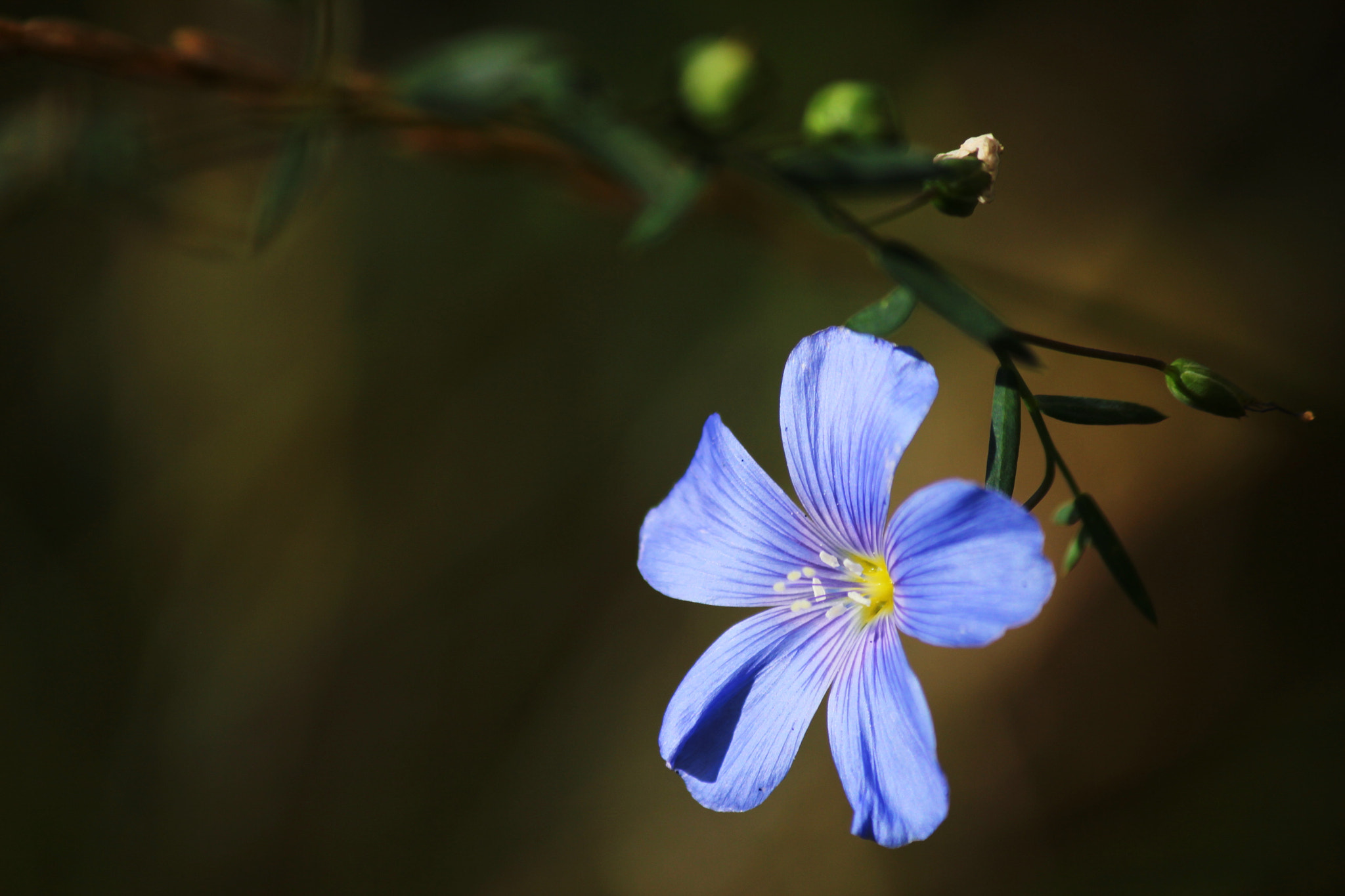 Canon EF-S 55-250mm F4-5.6 IS II sample photo. Pretty in blue photography