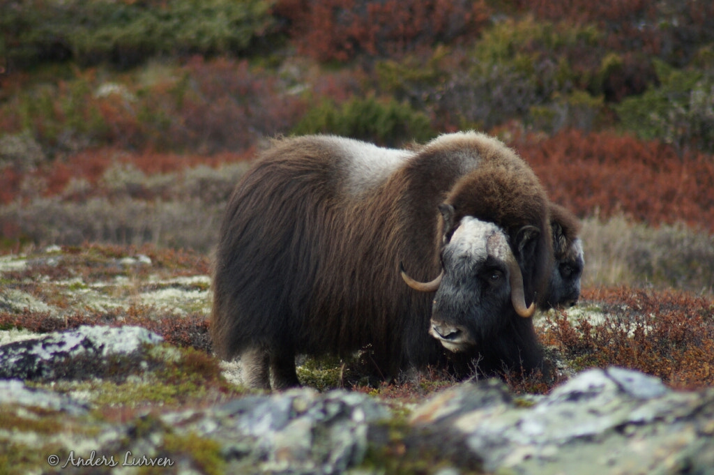 Sony SLT-A58 + Tamron Lens (255) sample photo. Musk ox photography