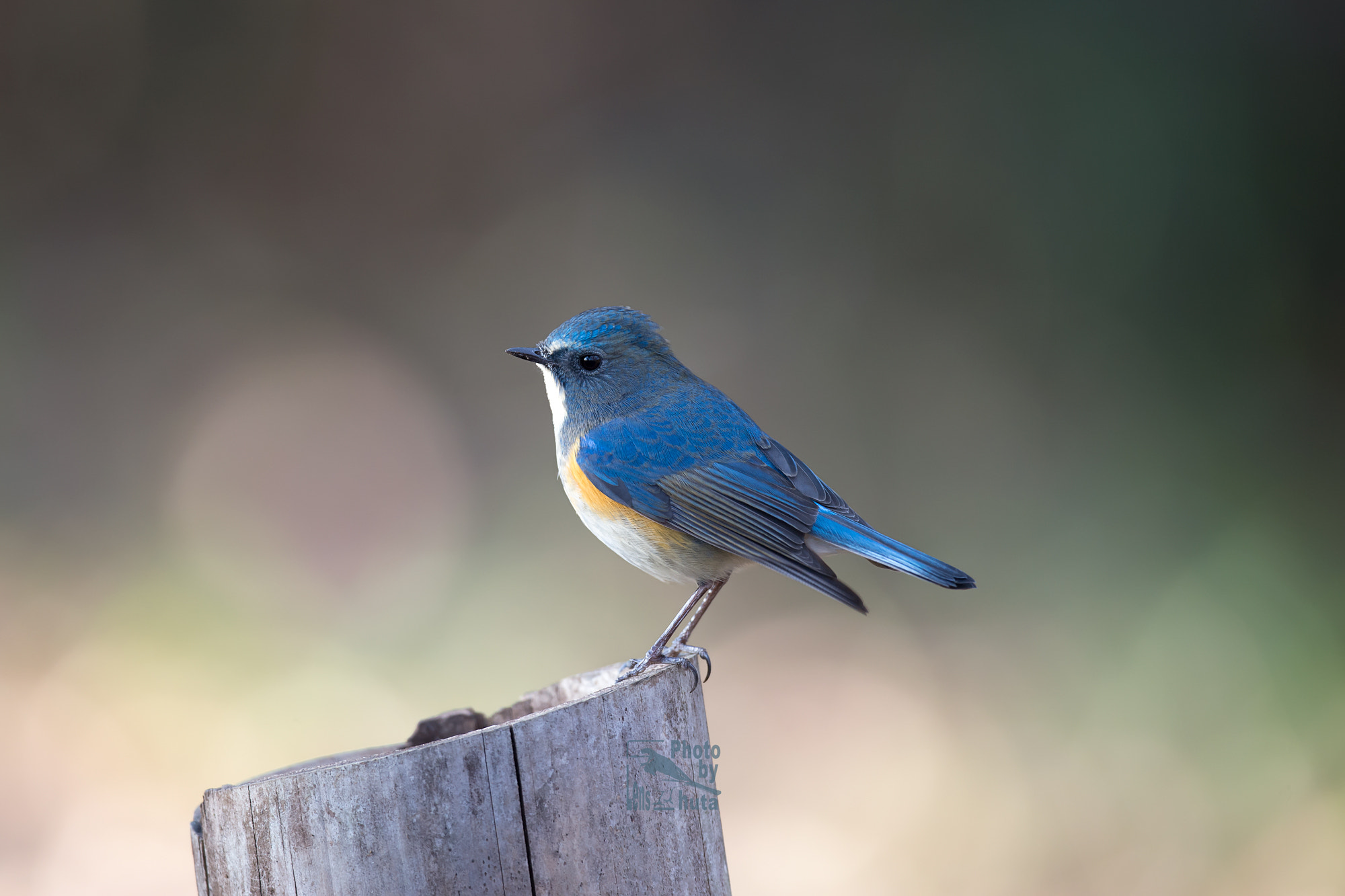 Nikon AF-S Nikkor 800mm F5.6E FL ED VR sample photo. Blue bird photography